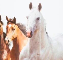 LED-Kinderlampe Pferde -Lichtwelt Verkauf FJPG S700 3004